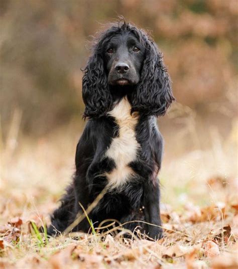 He was used widely throughout the UK as a stud dog. . Mallowdale gundogs
